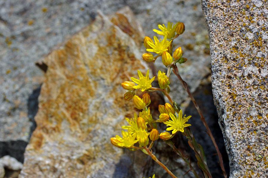 Petrosedum amplexicaule (=Sedum amplexicaule) / Borracina guainata